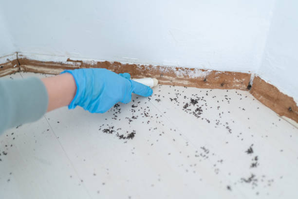Reliable Clarion, PA Pest Control Solutions